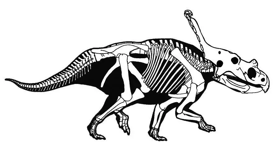 Vagaceratops 사실은 고대 역사의 뿔이 있는 공룡에 관한 것입니다.