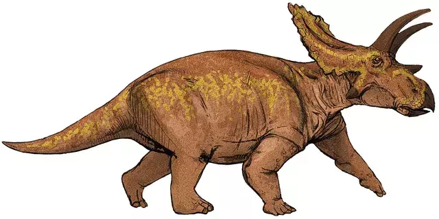 Tiesitkö? 15 uskomatonta Anchiceratops-faktaa