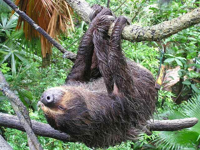 The Two-Toed Sloth: 15 fakta du ikke vil tro!