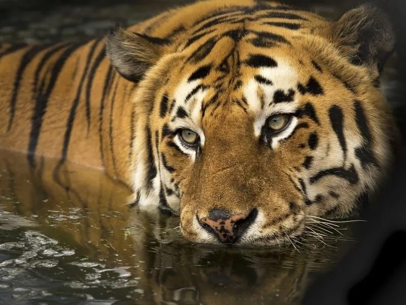 Zábavné fakty o bengálskom tigrovi pre deti