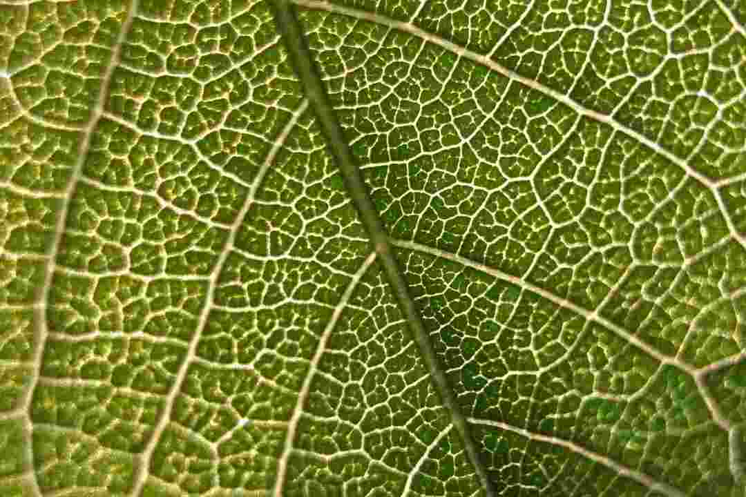Πώς τα φυτά κάνουν το οξυγόνο Ενδιαφέροντα γεγονότα που πρέπει να γνωρίζετε