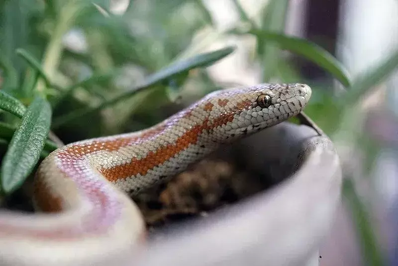 En slange i en plantepotte.