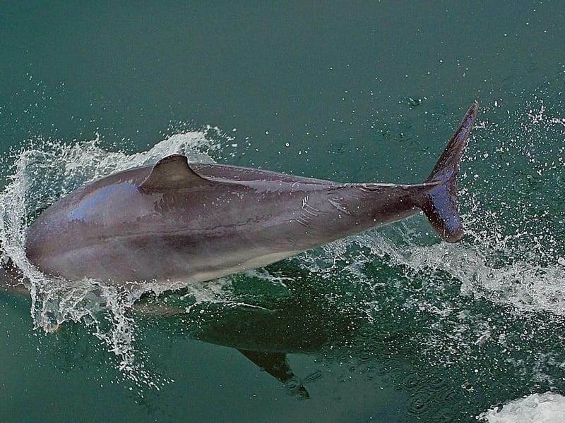 Irrawaddy-delfiner har en karismatisk natur