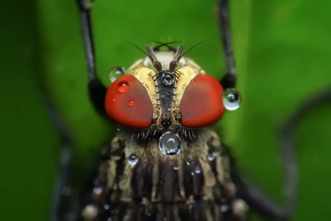 Известно, что мухи питаются открытыми ранами у людей и животных.