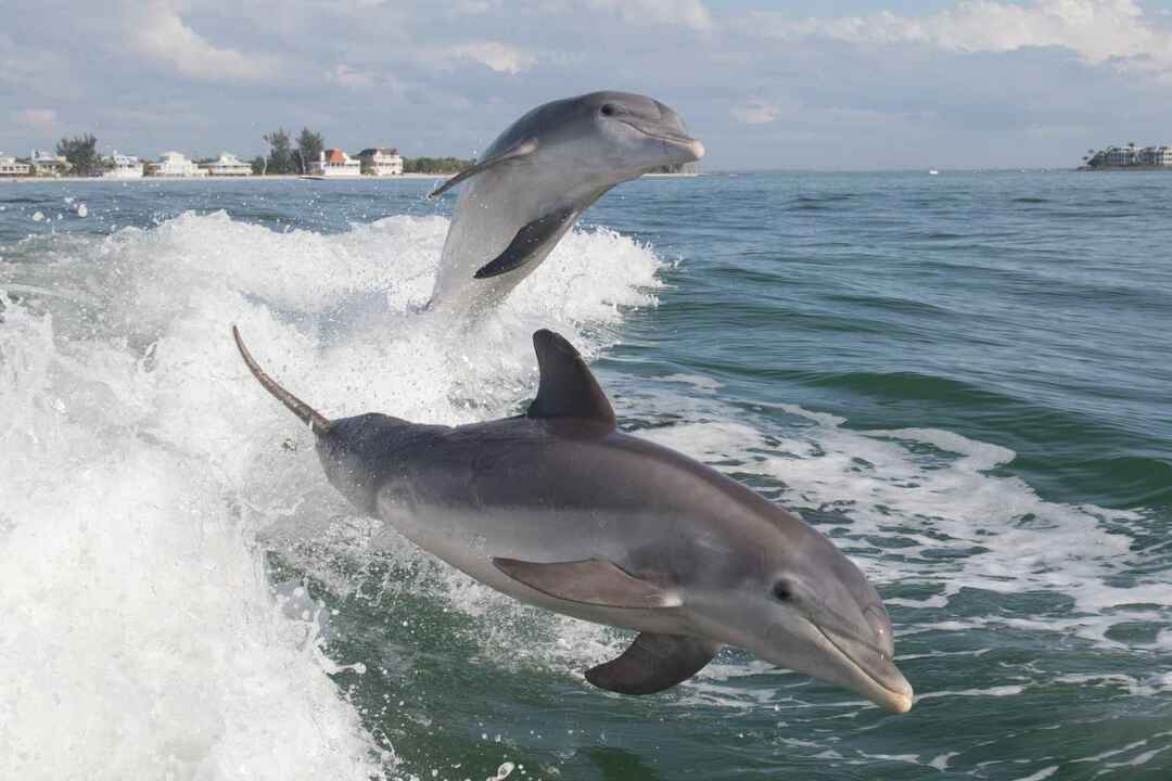 Bottlenose Dolphin (Tursiops truncatus) dykning.