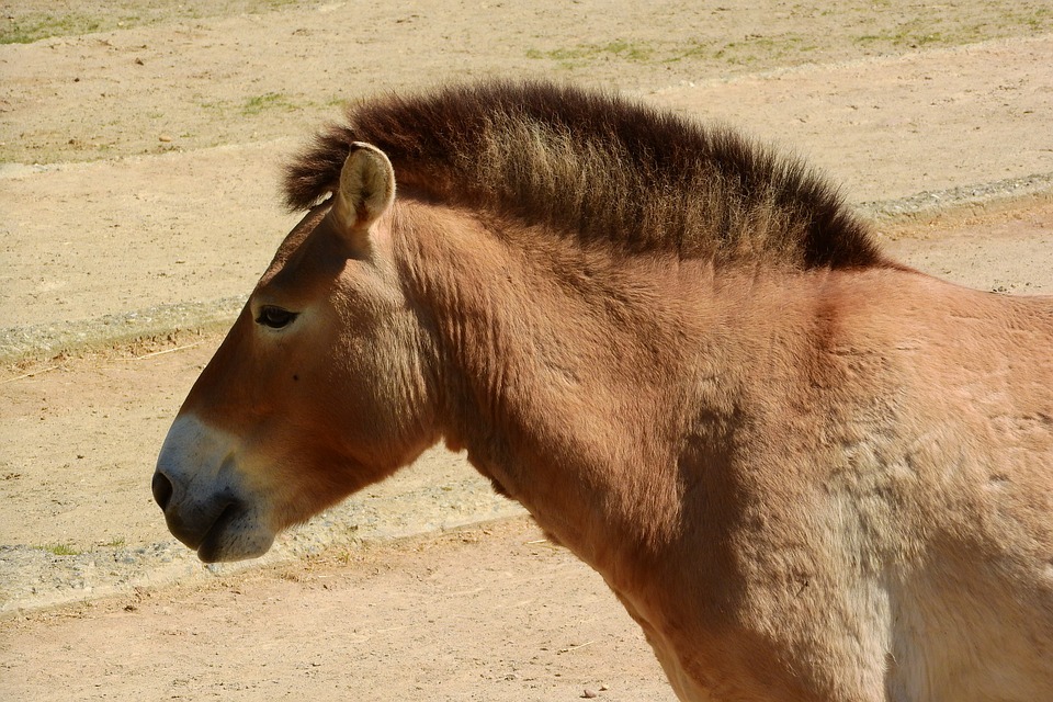 Pržewalski hobuse faktid Przewalski hobuse kohta: 5 fakti, mida te ei usu!