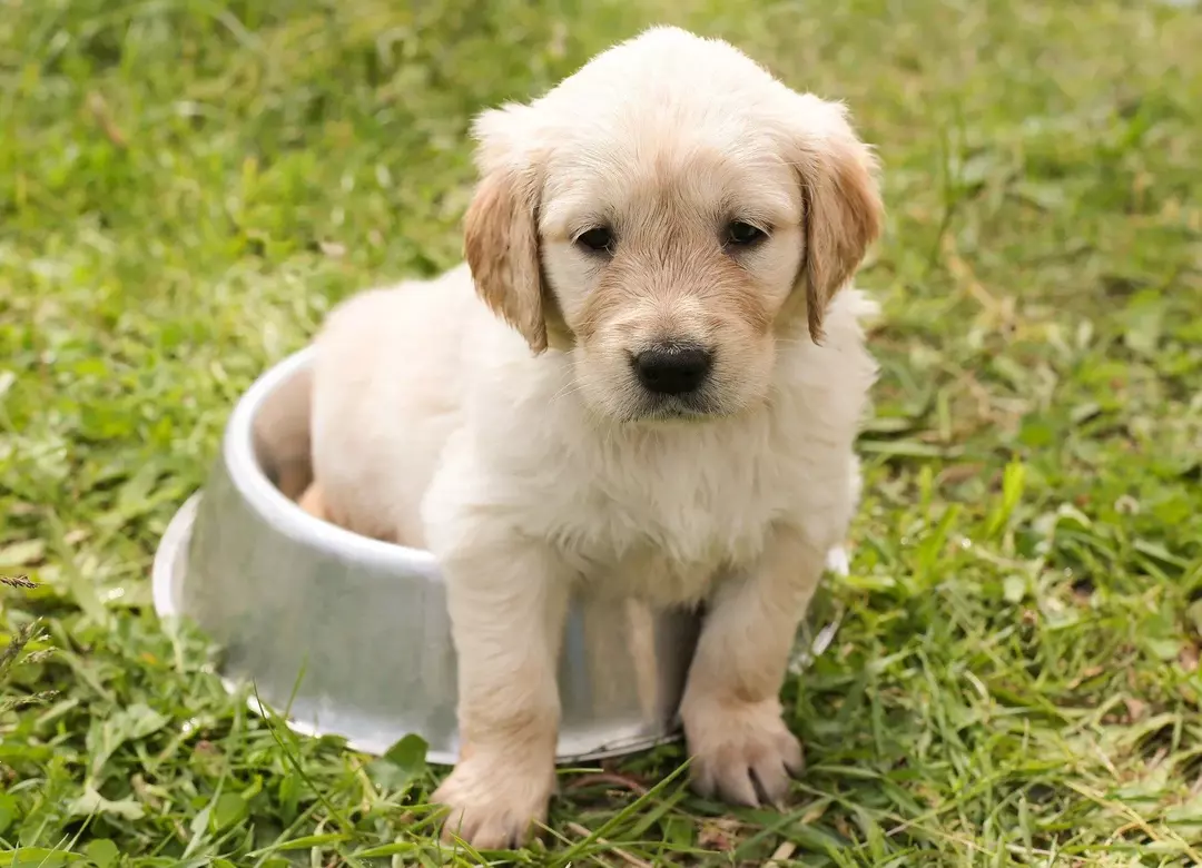 Veterinæreksperter sier at xylitol er svært giftig for hunder.