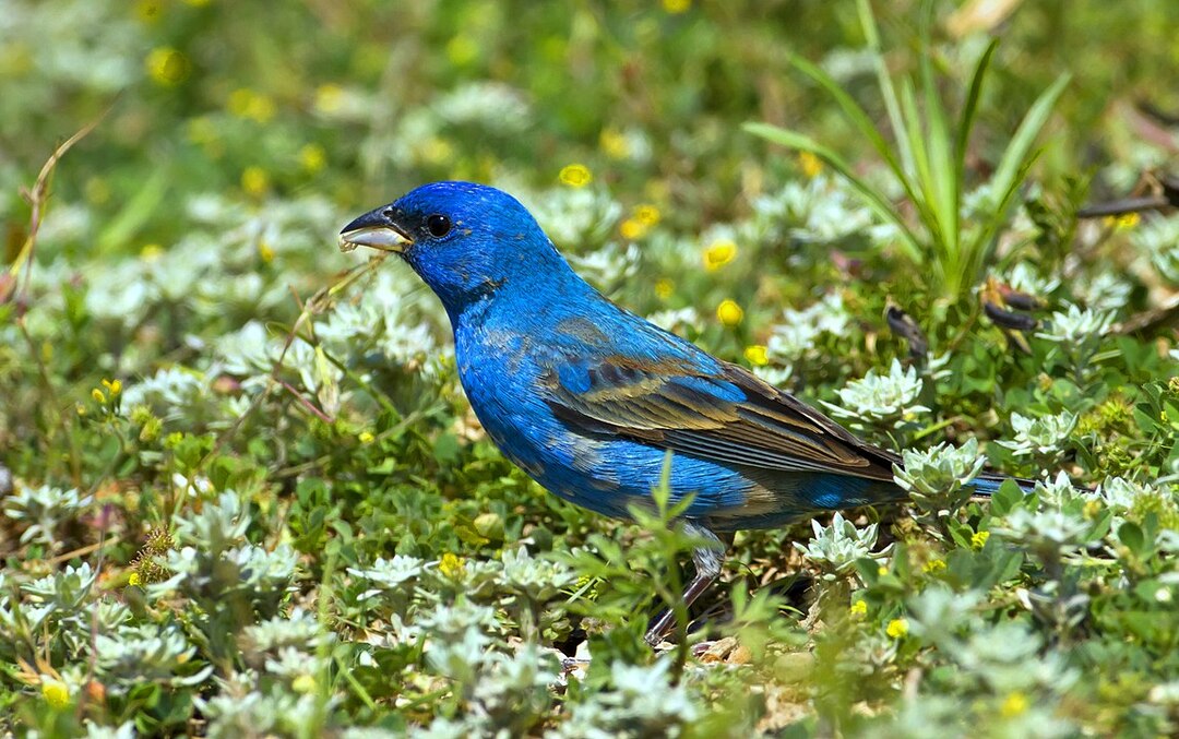 Amaze-wing fakta om den blå grosbeak fugl til børn