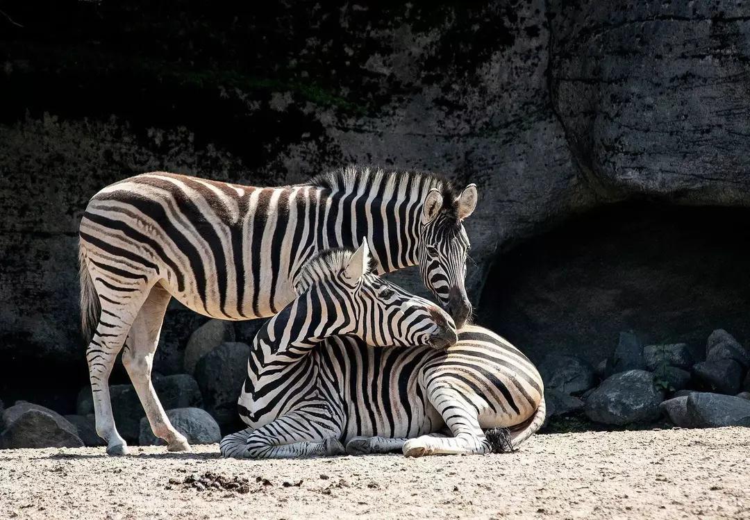 Zebrai šiauriniame pusiaujo regione turi ryškesnes juosteles ant liemens, palyginti su pietų gyventojais.