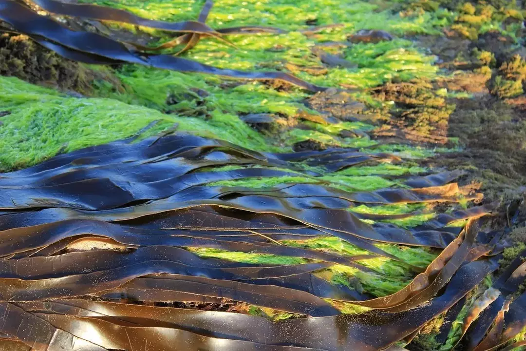 41 tarefakta for barn å forstå om alger