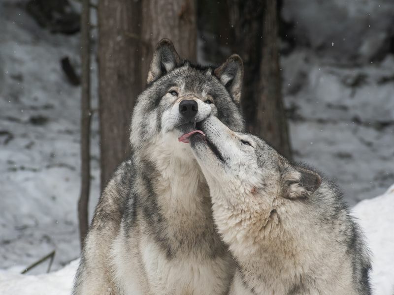 ¿Son peligrosos los lobos? ¿Por qué se los considera depredadores de Apex?