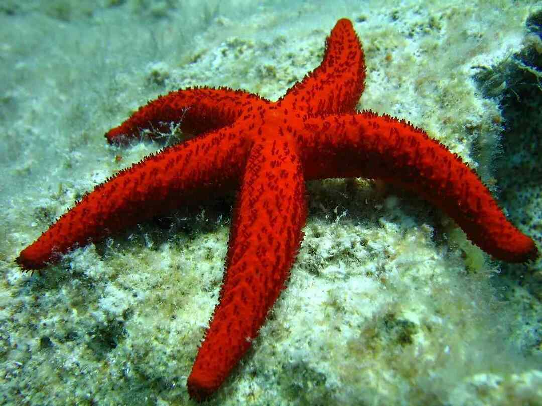 Zanimljive činjenice Imaju li morske zvijezde oči ovdje I Kako morske zvijezde detektiraju svjetlost
