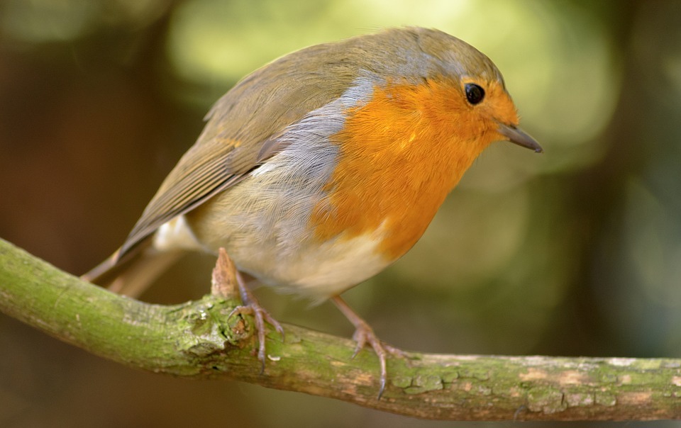 Robin-fakta handler om trekkfugler.