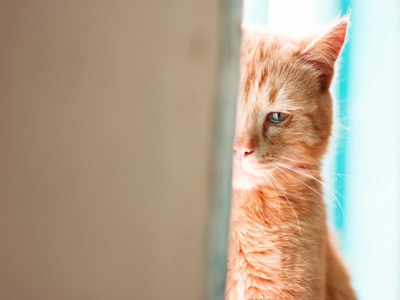 האם חתולים יכולים לבכות הנה איך לדעת אם החתול שלך בוכה