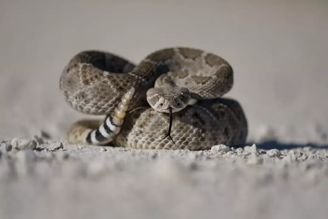 Giftige slanger i Georgia: Identifiser og unngå de dødelige farene!