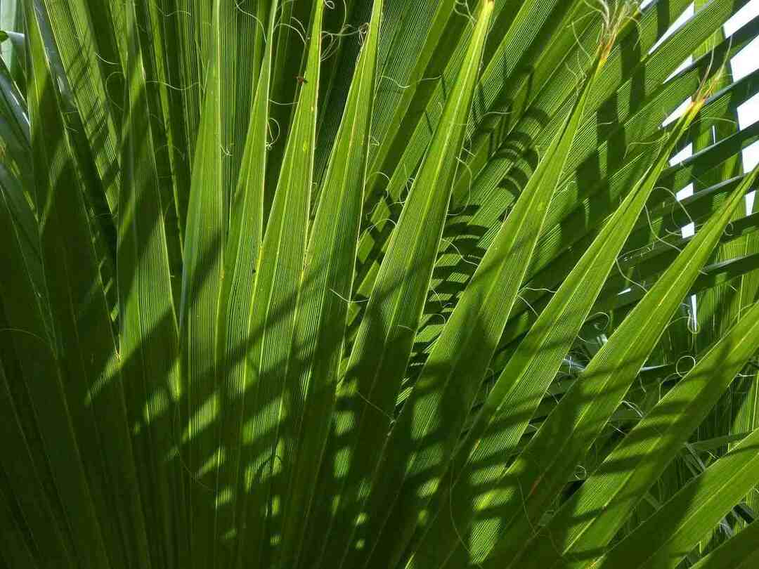 El desconcertante árbol de palmito y en qué se diferencia de las palmeras populares