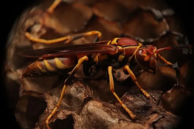 Northern Paper Wasp: Fakta du ikke vil tro!