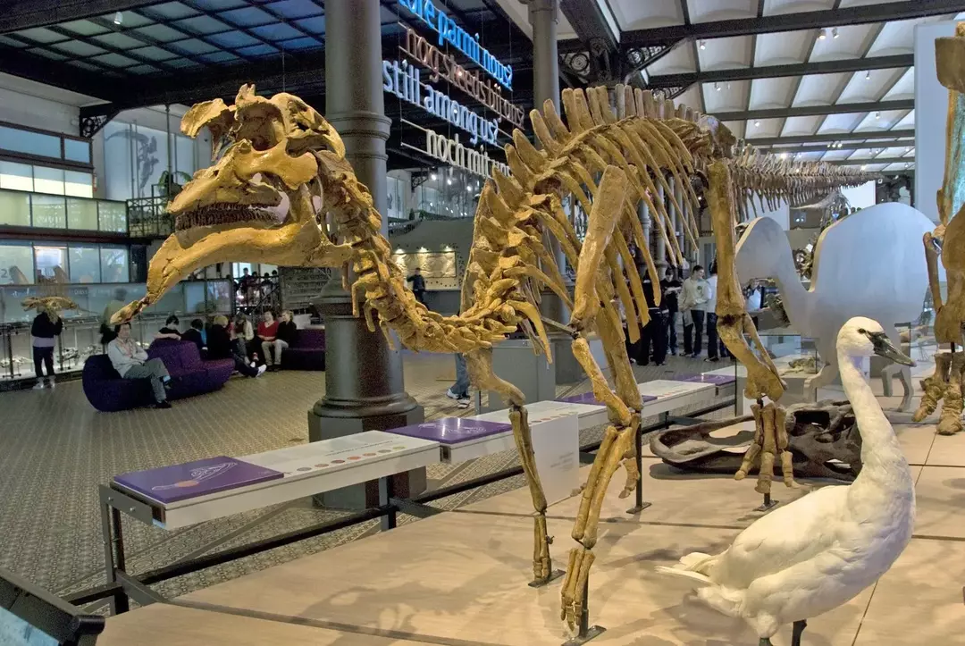 15 Amurosaurus-fakta du aldri vil glemme
