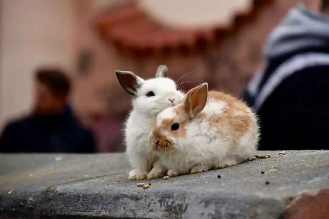 Forskjellen mellom kanin og kanin: Fascinerende fakta du bør vite