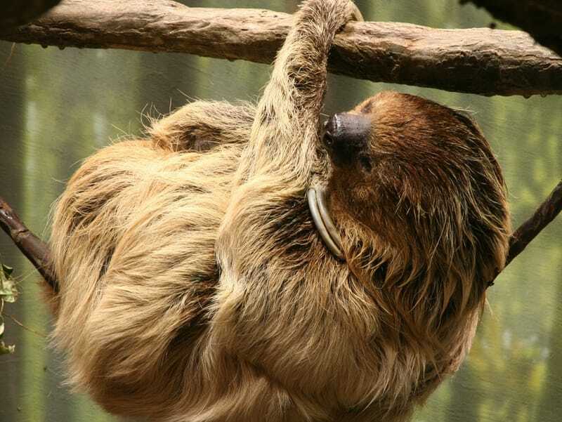 Двупръст ленивец, висящ до дърво 