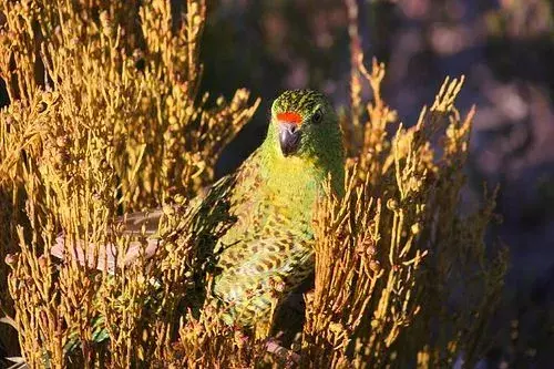 Ноћни папагај је ретка врста папагаја која живи у земљи и која је ендемична за Аустралију.