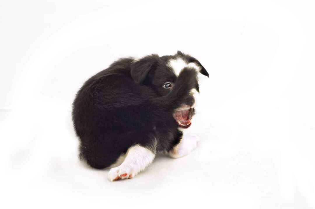 Mengapa Anjing Mengejar Fakta Cakar Ekornya Saat Mengejar Ekor Terungkap