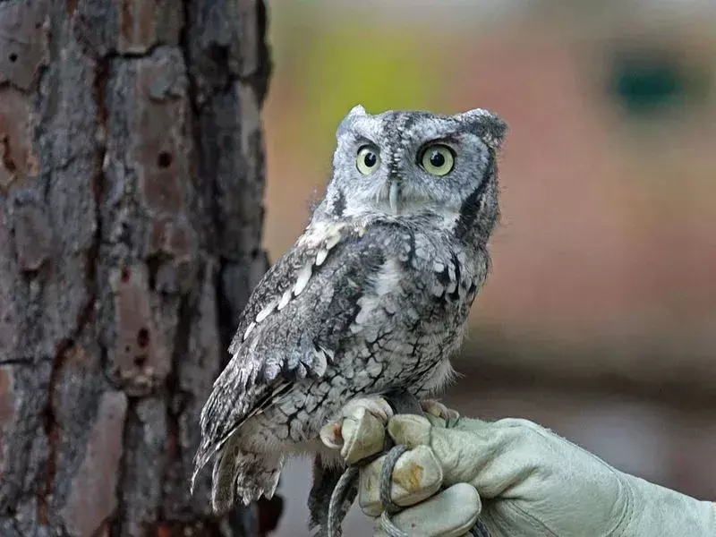 Morsomme Eastern Screech Owl-fakta for barn