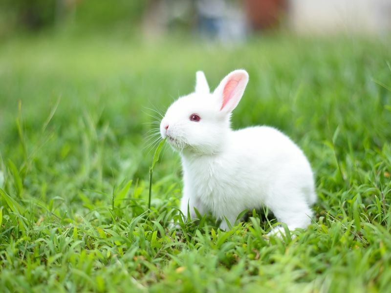 Dlaczego króliki uderzają w to, co próbują ci powiedzieć