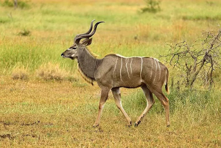 Szórakoztató Kudu-tények gyerekeknek
