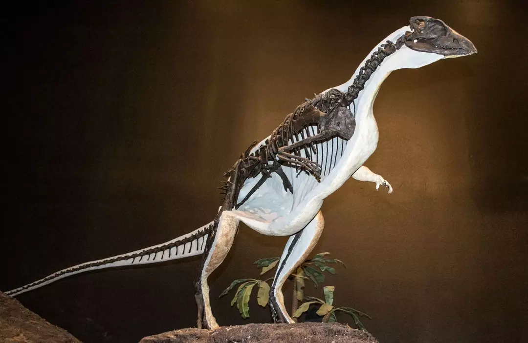 האוריקטודרום היה דינוזאור דו-פדאלי.