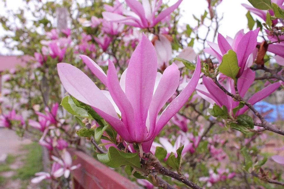 I fatti dell'albero di magnolia del piattino qui sono ciò che devi sapere