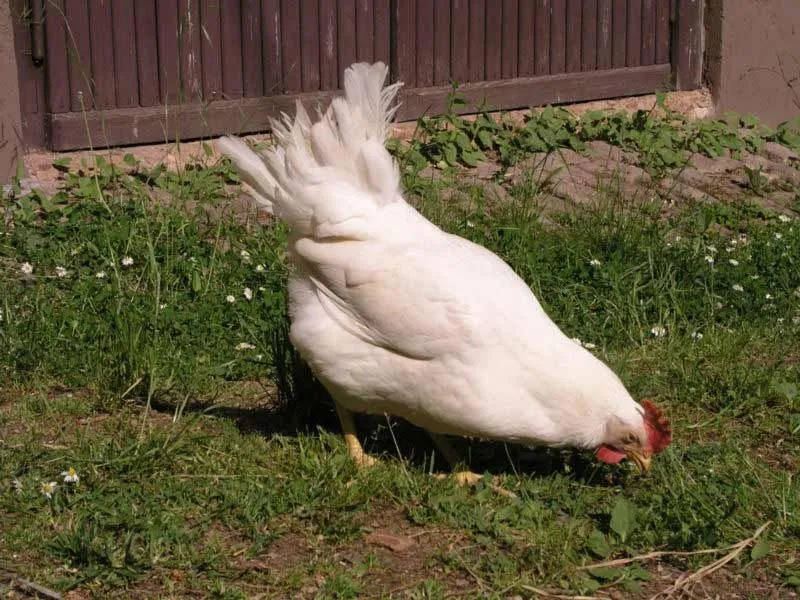 Удивительные факты о курице из лингорна для детей