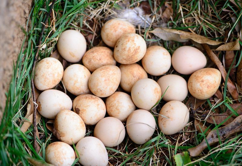 Все, что нужно знать о яйцах цесарок
