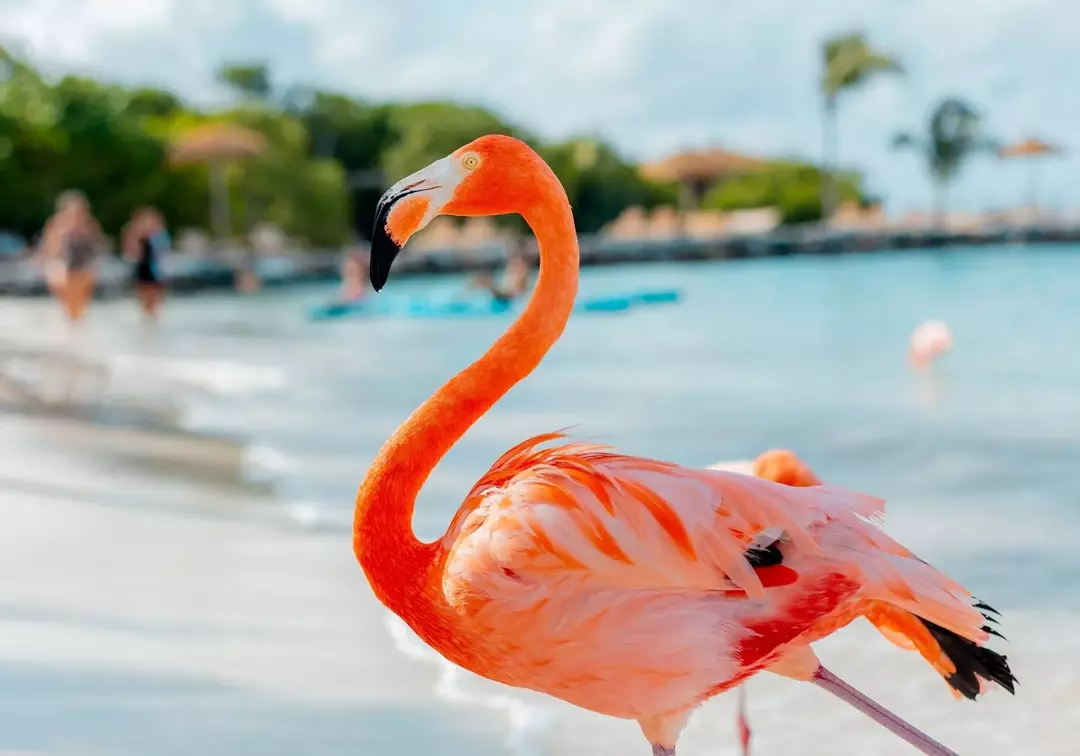 Flyr flamingoer? Her er sannheten om flygende flamingoer!