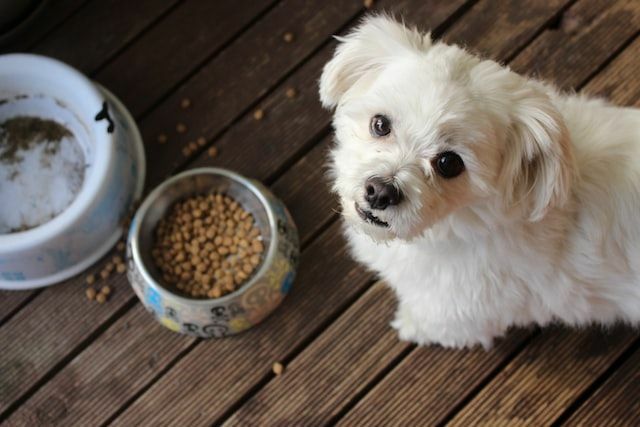 ¿Caduca la comida para perros? ¿Sabe cómo almacenar mejor la comida de su mascota?