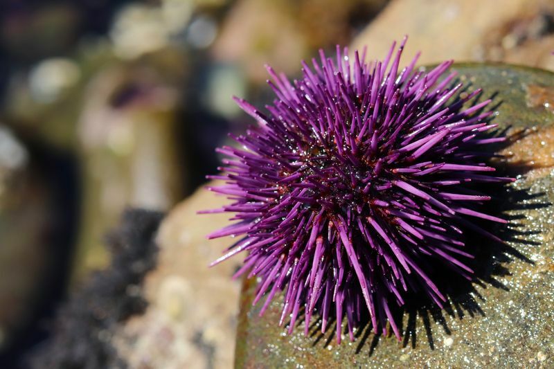 Sea Urchin Shell Intressanta snäckskalfakta som barn kommer att älska