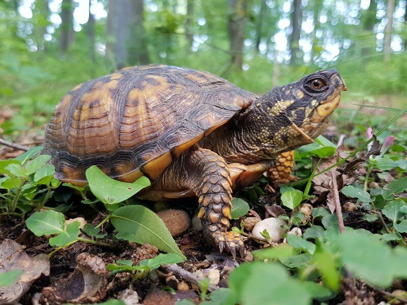 Πόσο ζουν οι Box Turtles Φροντίζοντας την Υπέροχη Χελώνα σας
