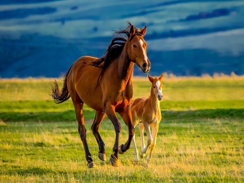 Meddig futhat egy ló. Menő tények, amelyeket el sem hiszel