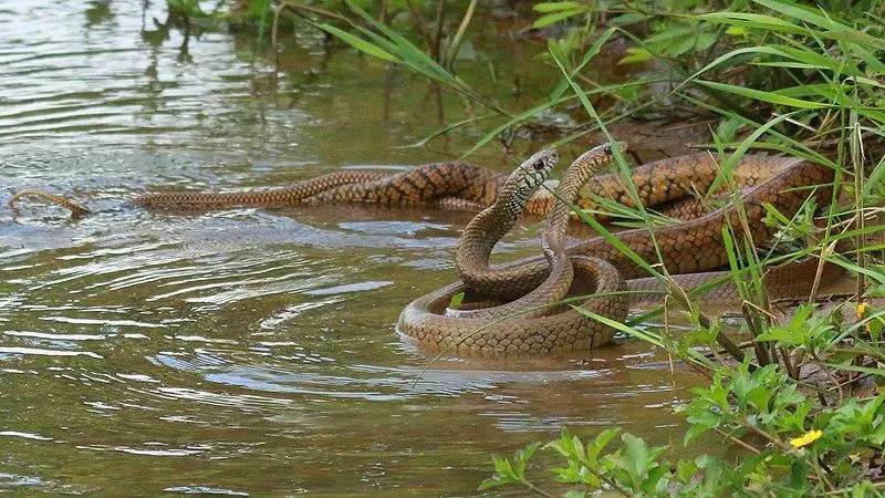 Ikke-giftig slange tilhører familien Colubridae