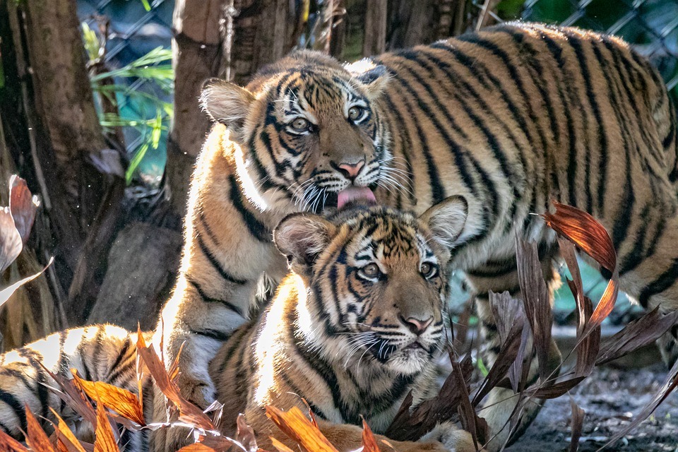 Fatos sobre tigres malaios para ajudar a espalhar a consciência.