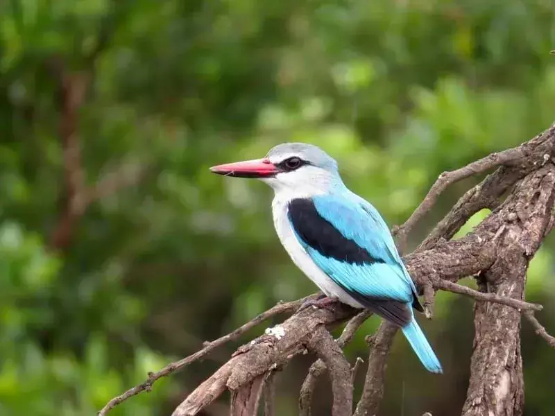 Kingfisher Woodland: 15 עובדות שלא תאמינו!
