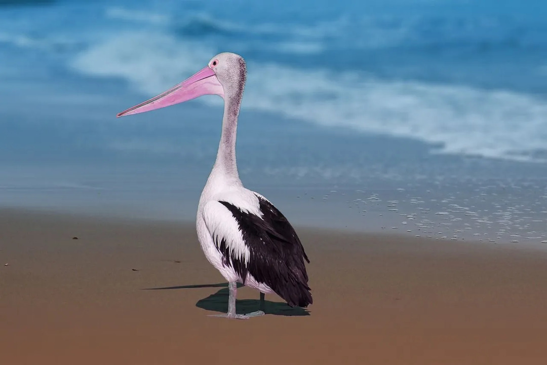 Birds of Florida Fapte despre păsări curioase pentru copii care sunt uimitoare Wing