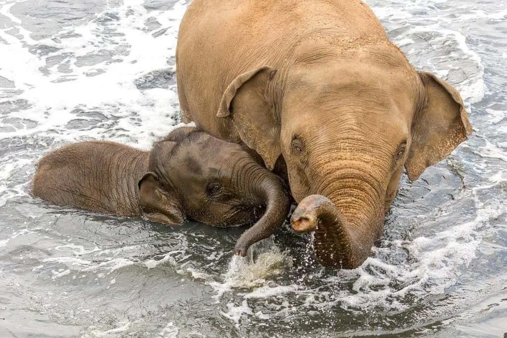 Foreldre og barn afrikanske elefanter satte seg ned i vannet.