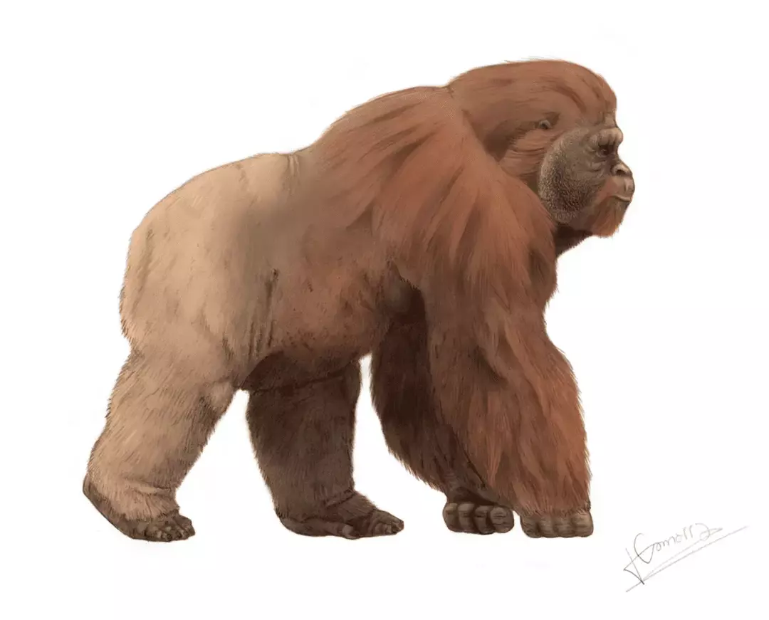 Gigantopithecus: 21 עובדות שלא תאמינו!