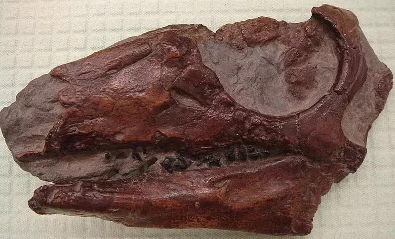 Saviez-vous? 15 faits incroyables sur le fulgurotherium