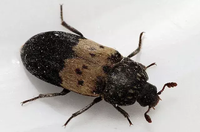 Larder Beetle: 15 факта, които няма да повярвате!
