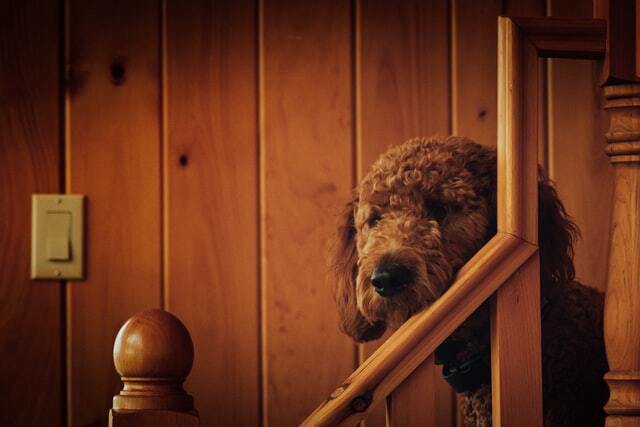 Pawfect Dejstva o miniaturnem psu Goldendoodle, ki bo otrokom všeč