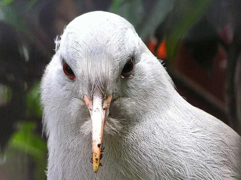 Los kagus son aves no voladoras con plumas blancas grises y patas y pico largos y rojos.