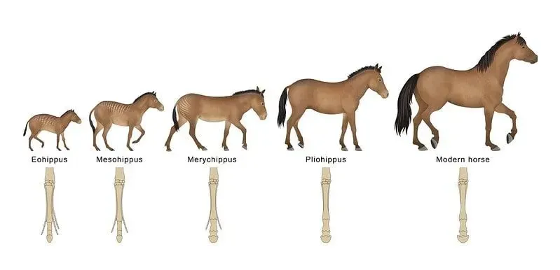Diagram som visar hästens utveckling.