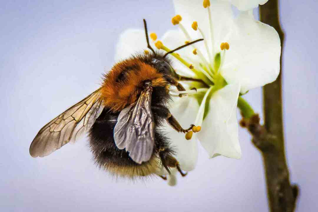 a méhcsaládok az ingatlanon általában jó jel
